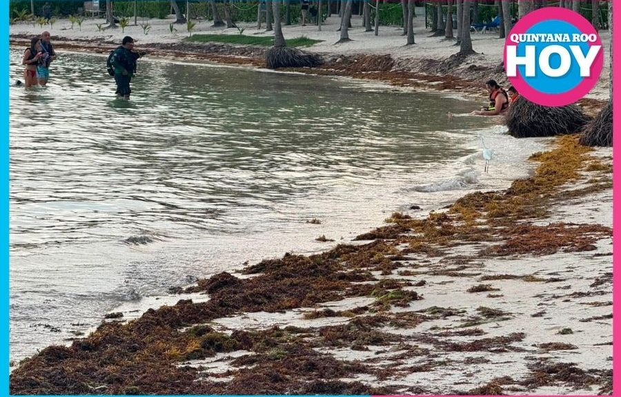 Retiro de sargazo acentúa erosión en Akumal