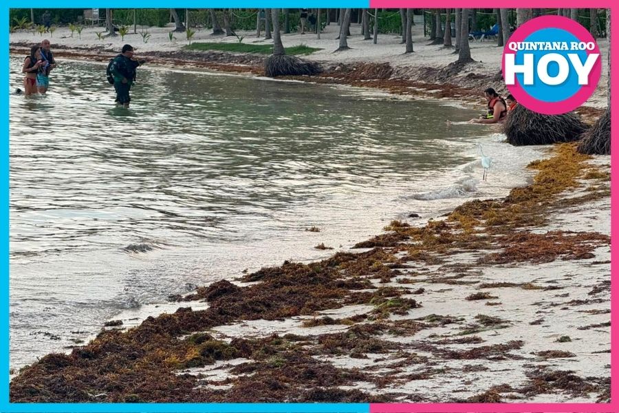 Retiro de sargazo acentúa erosión en Akumal