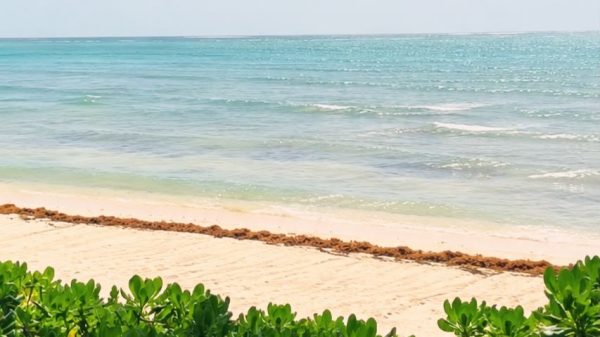 Tulum amanece con playas casi libres de sargazo