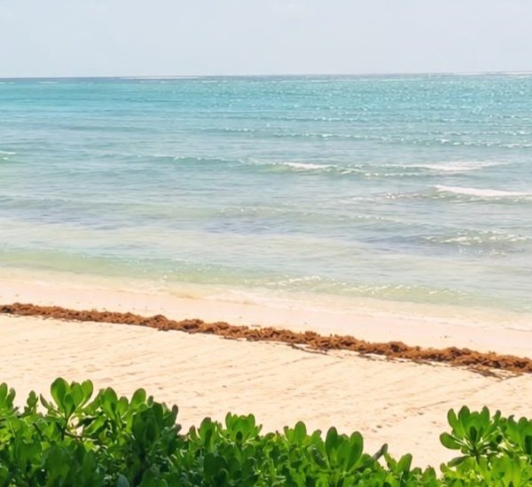 Tulum amanece con playas casi libres de sargazo