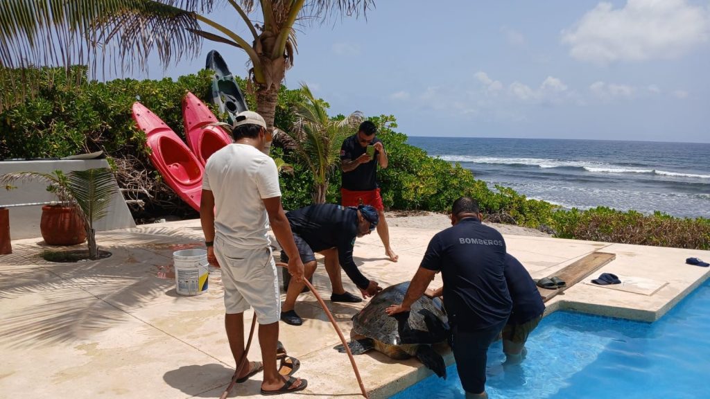 Bomberos de Tulum rescatan a tortuga de una alberca