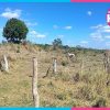 Ganaderos esperan lluvias ante el intenso calor en Chetumal