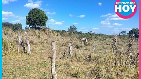 Ganaderos esperan lluvias ante el intenso calor en Chetumal
