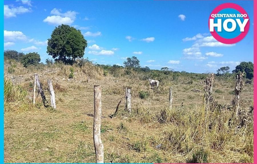 Ganaderos esperan lluvias ante el intenso calor en Chetumal