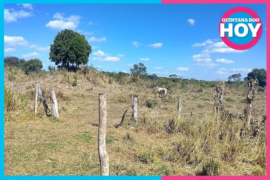 Ganaderos esperan lluvias ante el intenso calor en Chetumal