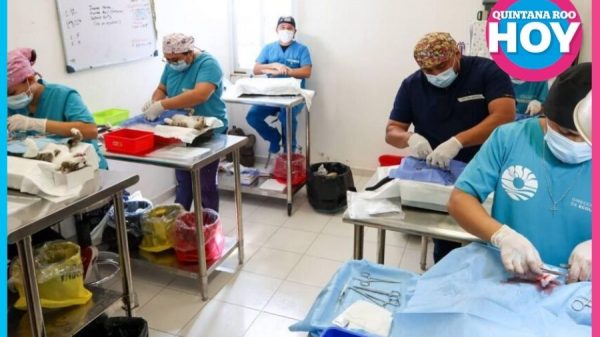 Esterilizan gratis a 150 perros y gatos en Cancún