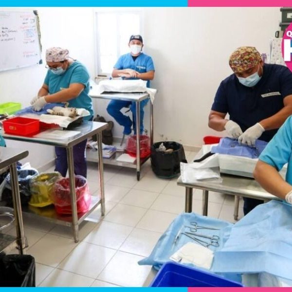 Esterilizan gratis a 150 perros y gatos en Cancún