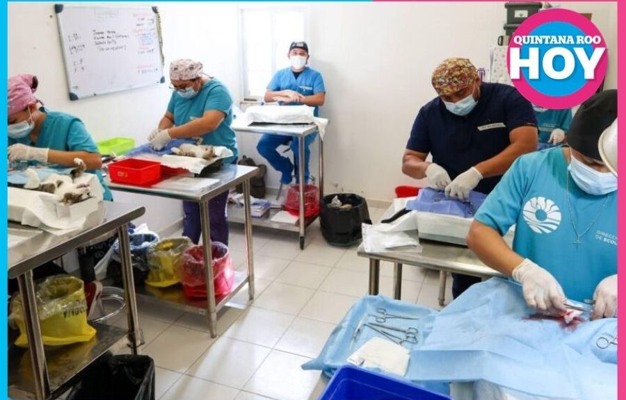 Esterilizan gratis a 150 perros y gatos en Cancún