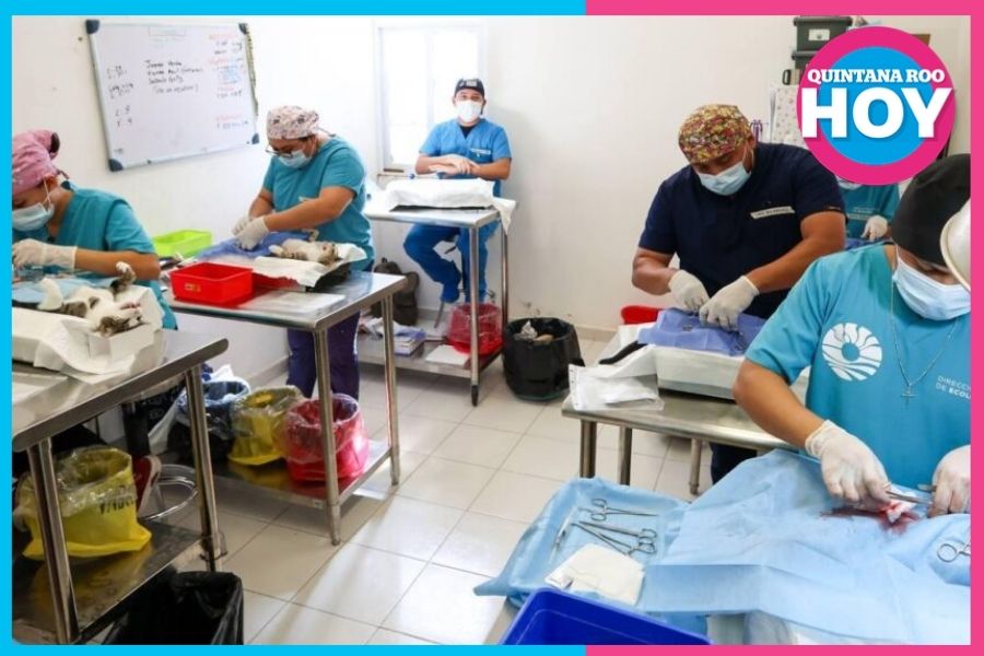 Esterilizan gratis a 150 perros y gatos en Cancún