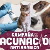 Vacunación antirrábica gratuita en Benito Juárez