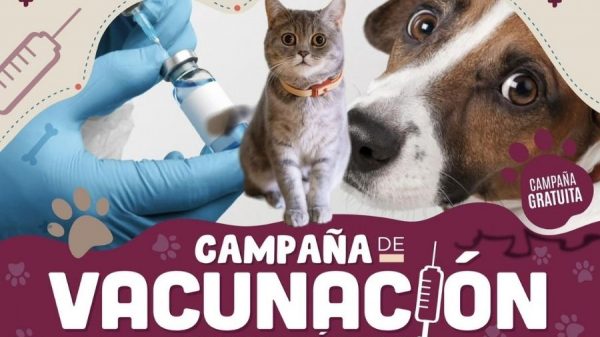 Vacunación antirrábica gratuita en Benito Juárez