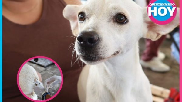 Más de mil esterilizaciones benefician a mascotas de Cancún