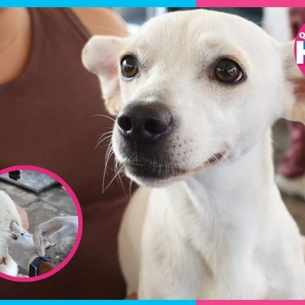 Más de mil esterilizaciones benefician a mascotas de Cancún