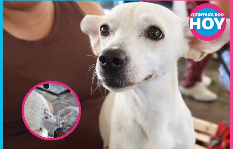 Más de mil esterilizaciones benefician a mascotas de Cancún