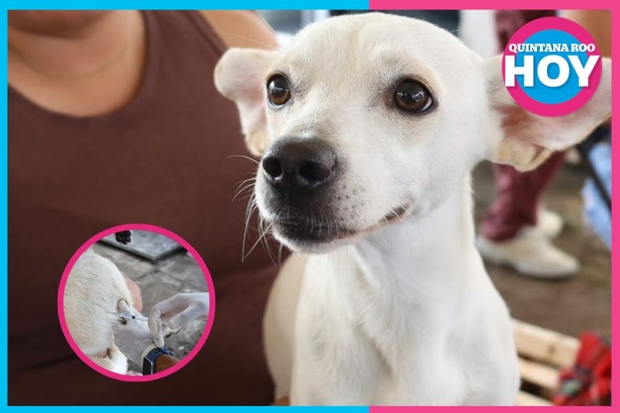 Más de mil esterilizaciones benefician a mascotas de Cancún