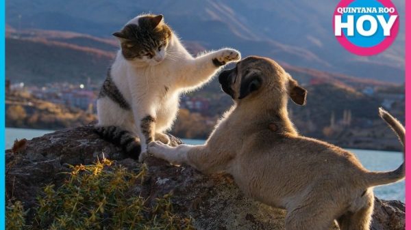 Se plantea ley para reconocer el duelo por la pérdida de tus mascotas