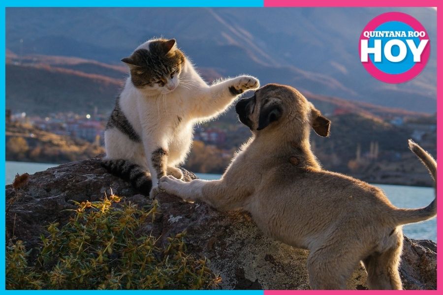 Se plantea ley para reconocer el duelo por la pérdida de tus mascotas
