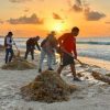 Sargazo amenaza turismo en Quinata Roo: futuro en riesgo