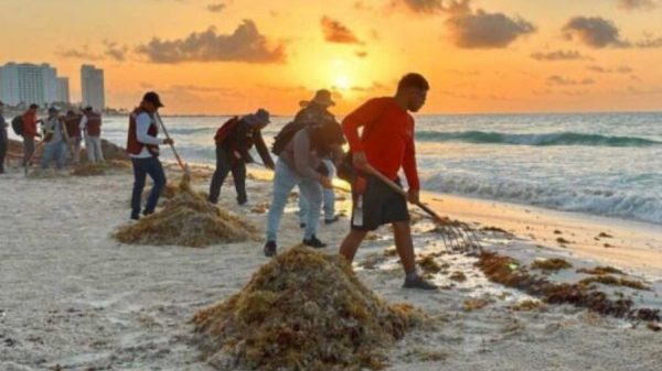 Sargazo amenaza turismo en Quinata Roo: futuro en riesgo