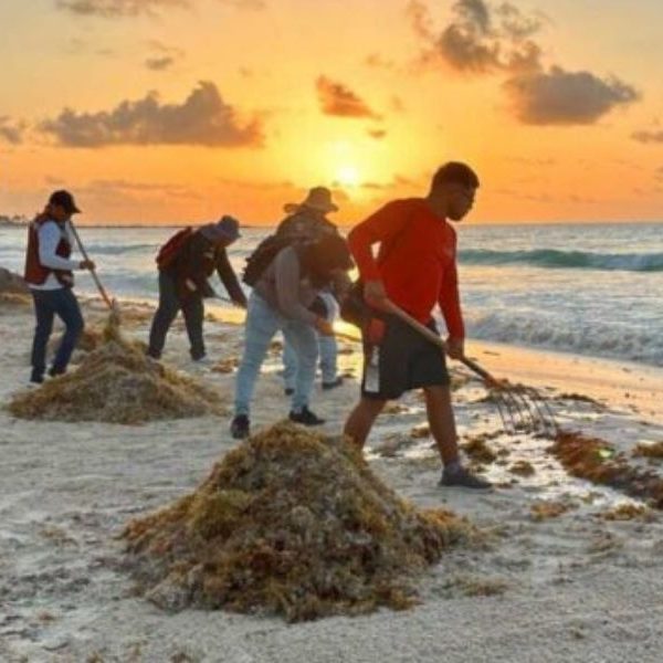 Sargazo amenaza turismo en Quinata Roo: futuro en riesgo