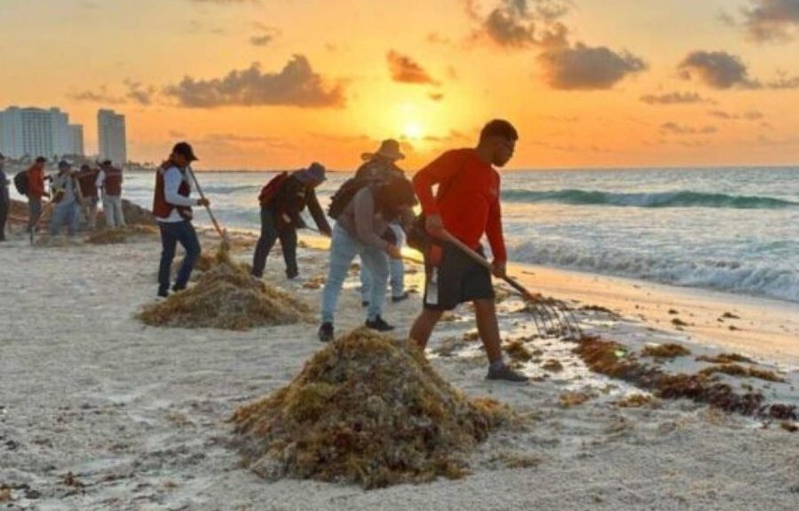 Sargazo amenaza turismo en Quinata Roo: futuro en riesgo