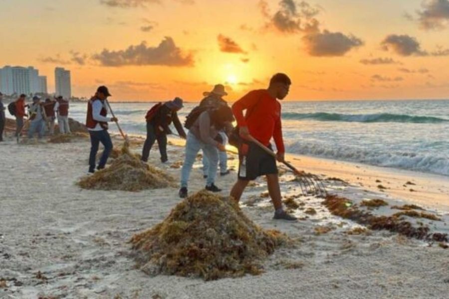Sargazo amenaza turismo en Quinata Roo: futuro en riesgo