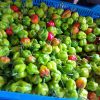 Avanzan por la denominación de origen del chile habanero