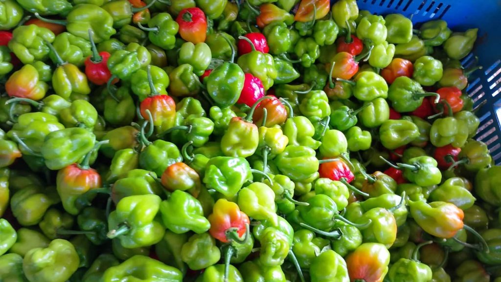 Avanzan por la denominación de origen del chile habanero