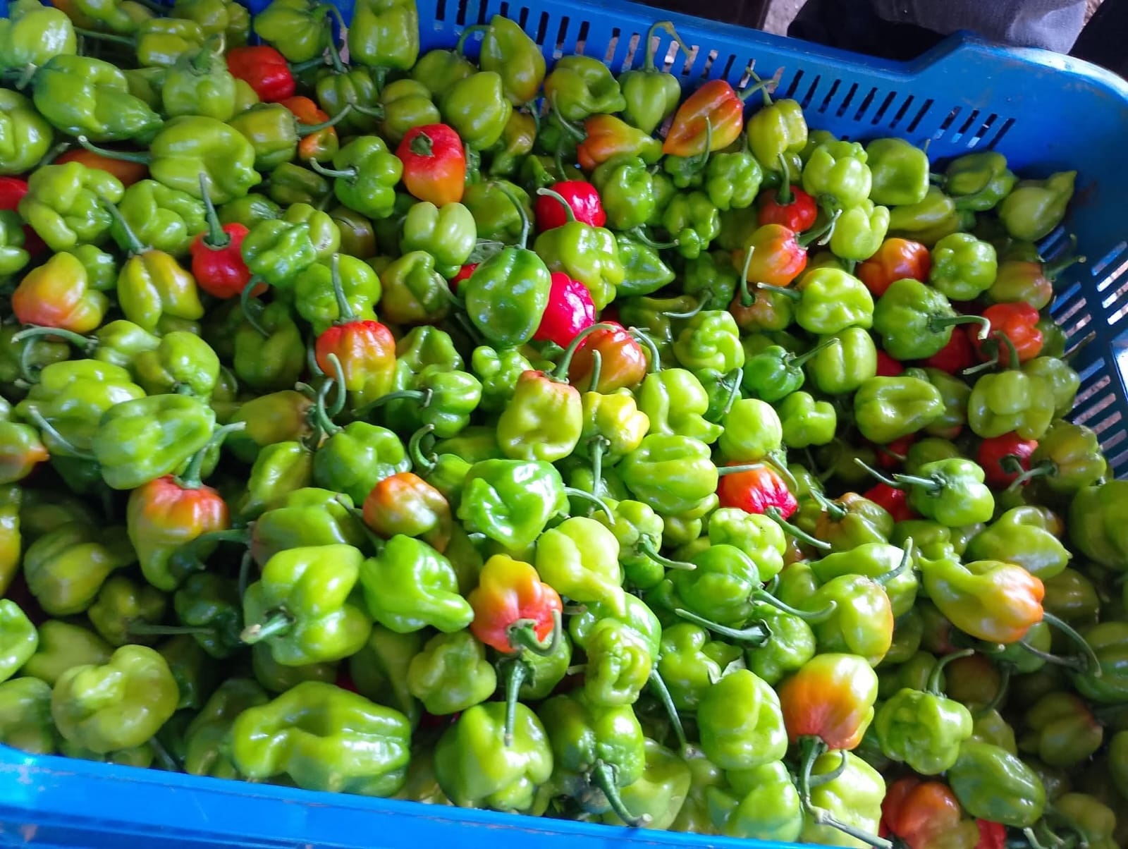 Avanzan por la denominación de origen del chile habanero