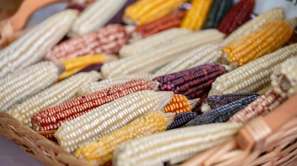 Sequía afecta al campo de Felipe Carrillo Puerto