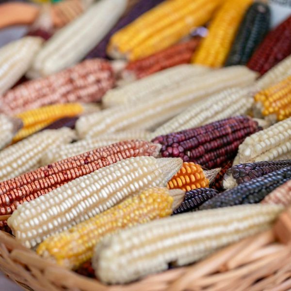 Sequía afecta al campo de Felipe Carrillo Puerto