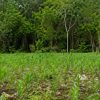 Campesino denuncia apoyos por cosechas inexistentes