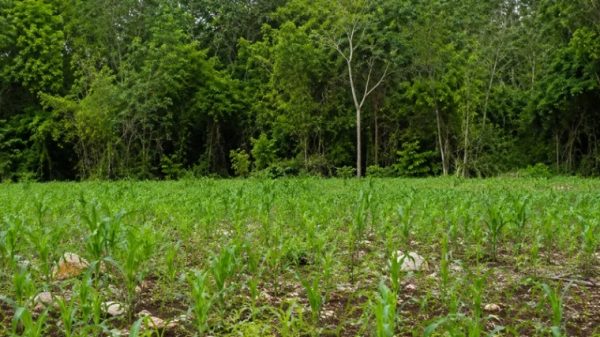 Campesino denuncia apoyos por cosechas inexistentes
