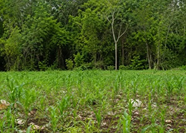 Campesino denuncia apoyos por cosechas inexistentes