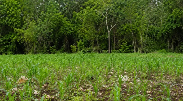 Campesino denuncia apoyos por cosechas inexistentes