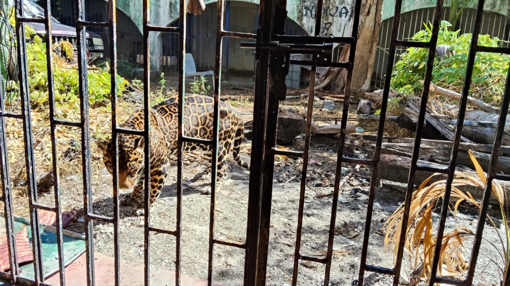 Jaguar de Pepe Tigre vuelve al ojo público en Cancún