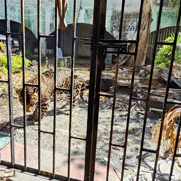 Jaguar de Pepe Tigre vuelve al ojo público en Cancún