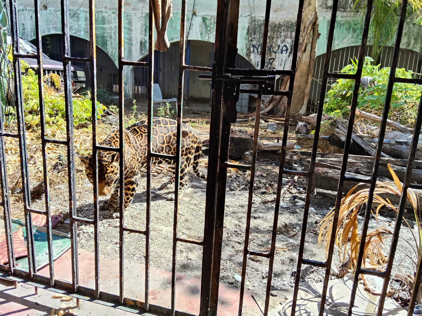 Jaguar de Pepe Tigre vuelve al ojo público en Cancún