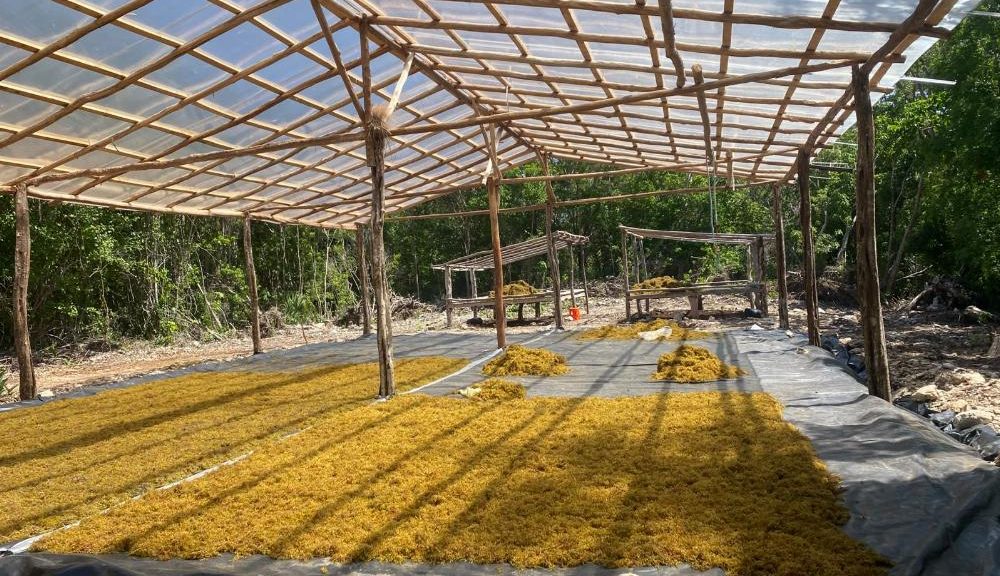Retiran 977 toneladas de sargazo en Mahahual
