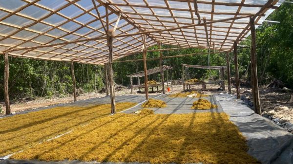 Retiran 977 toneladas de sargazo en Mahahual