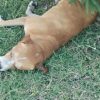 Mejora atención de animales domésticos