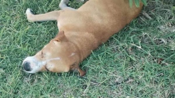 Mejora atención de animales domésticos