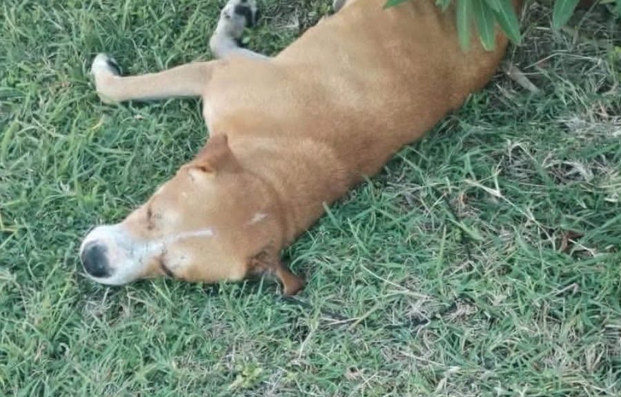 Mejora atención de animales domésticos