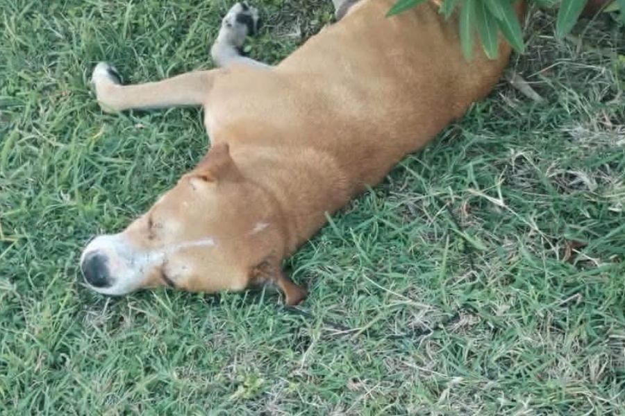 Mejora atención de animales domésticos