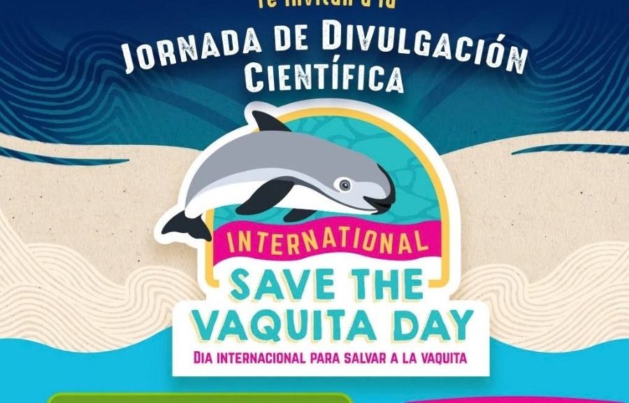 La vaquita marina llega a Las Palapas en Cancún