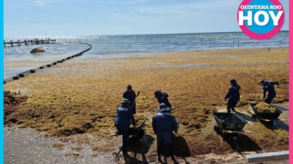 Sargazo en Quintana Roo: Marina limpia 11 playas a diario