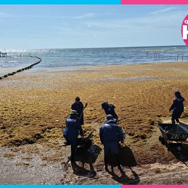 Sargazo en Quintana Roo: Marina limpia 11 playas a diario