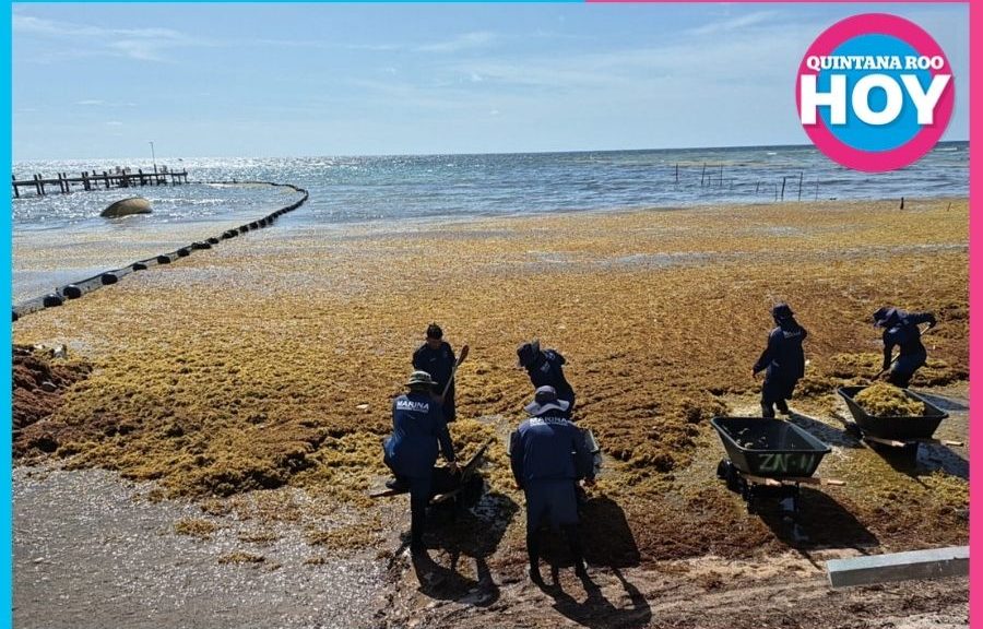 Sargazo en Quintana Roo: Marina limpia 11 playas a diario