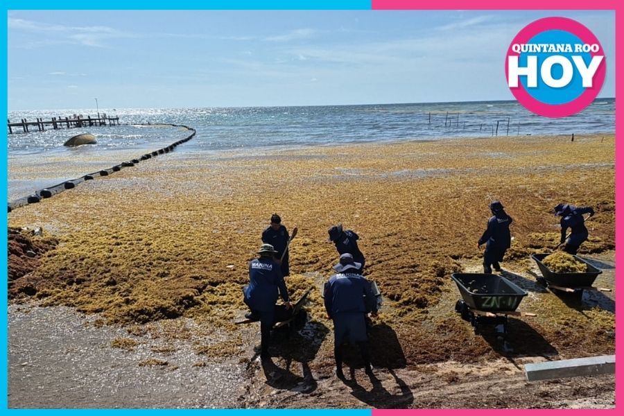 Sargazo en Quintana Roo: Marina limpia 11 playas a diario