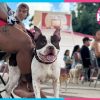 Cancún esteriliza gratis a 150 perros y gatos en Tierra Maya